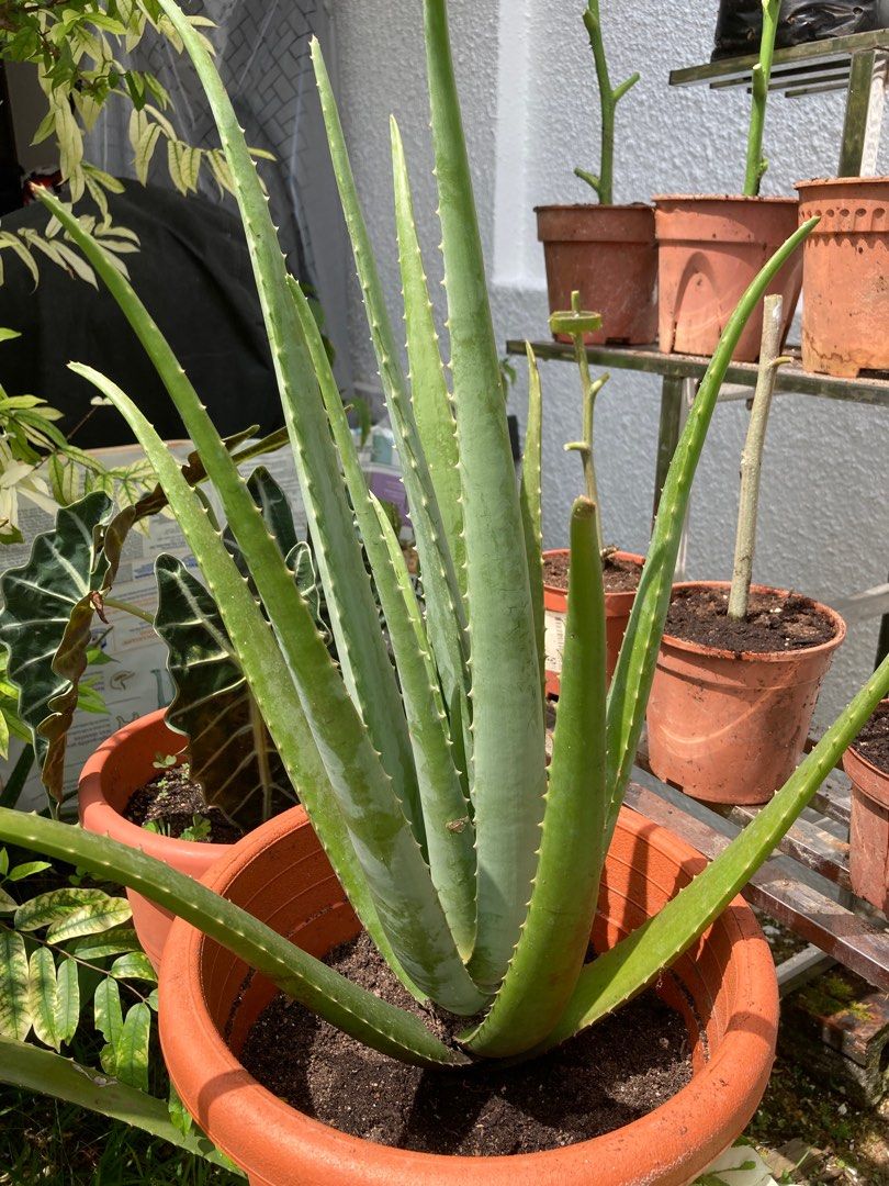 Matured Aloe Vera Furniture And Home Living Gardening Plants And Seeds On Carousell 1398