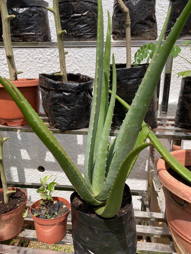 Matured Aloe Vera Furniture And Home Living Gardening Plants And Seeds On Carousell 9913