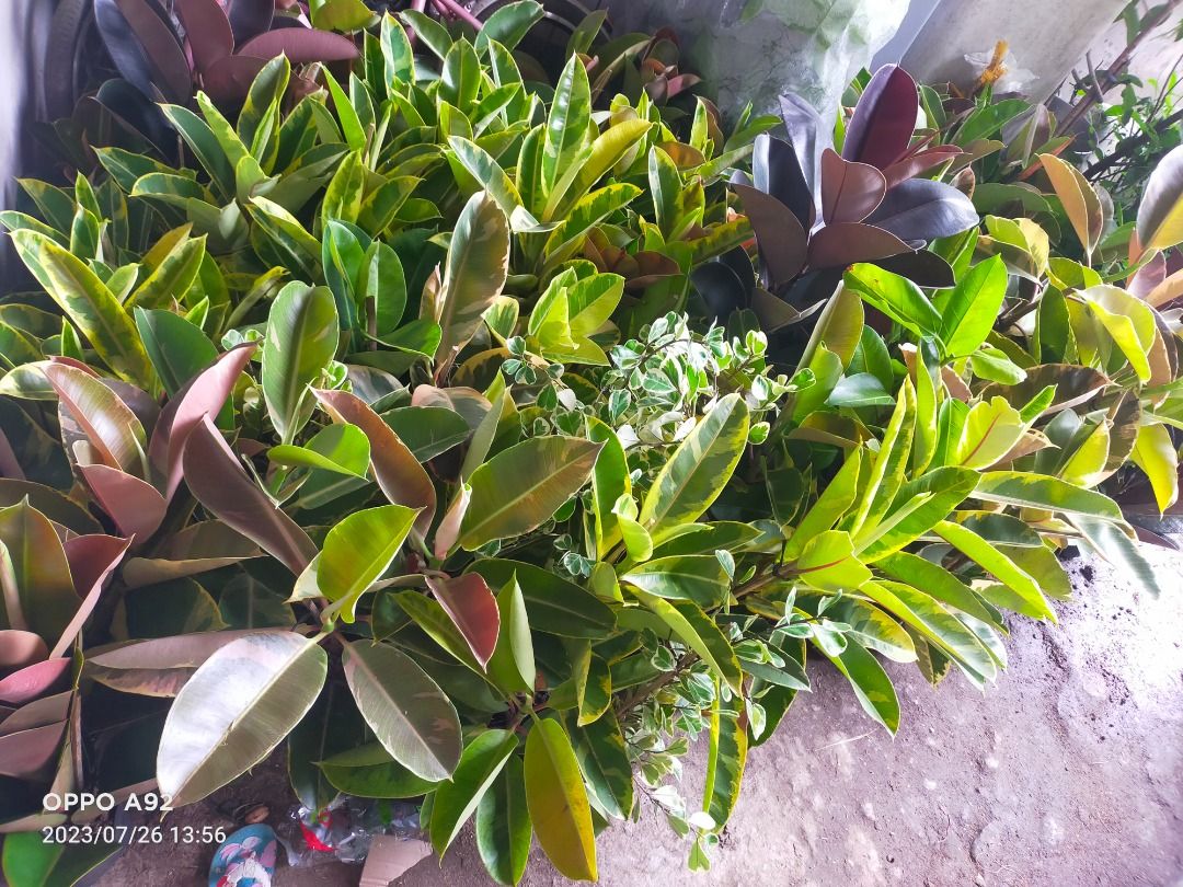 Rubber plants for sale on Carousell