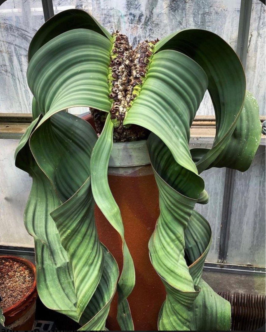 数量限定 △奇想天外 mirabilis Welwitschia Mirabilis2- Mirabilis2 ...