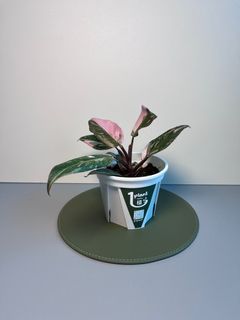 （分類：）位於 。 由 1plant_ 提交（商品編號 1245515382，圖片 1）。簡介： 。