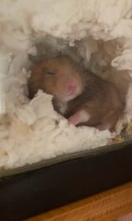 Hamster boarding For Sale Pet Supplies Carousell Singapore