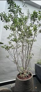 (Category: ) located in . Submitted by bonsai_b (Listing ID 1245570107, Image 1). Description: .