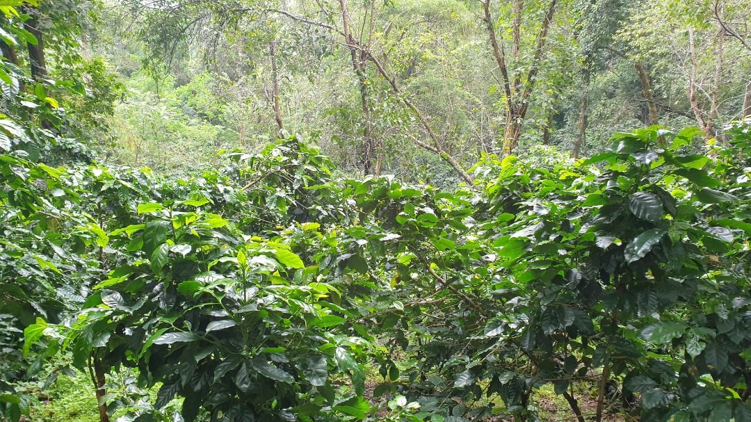 3Kg Thai Arabica Coffee Beans from our own farm, Food & Drinks, Fresh ...