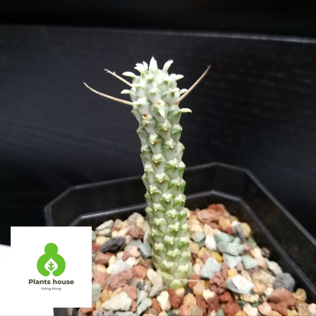 【白樺麒麟】|大㦸|多肉植物|盆栽, 傢俬＆家居, 園藝, 盆栽 - Carousell