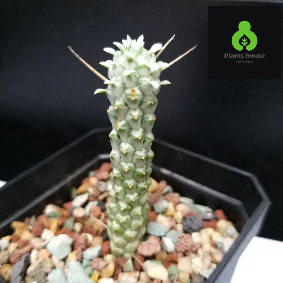 【白樺麒麟】|大㦸|多肉植物|盆栽, 傢俬＆家居, 園藝, 盆栽 - Carousell