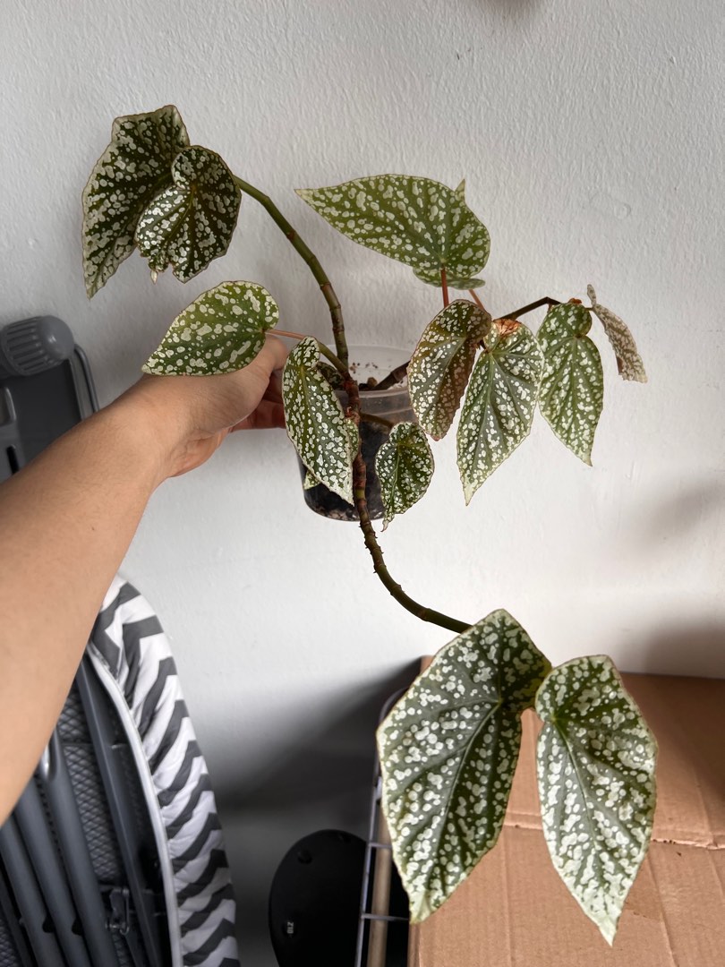 Begonia Snowcap, Furniture & Home Living, Gardening, Plants & Seeds on ...