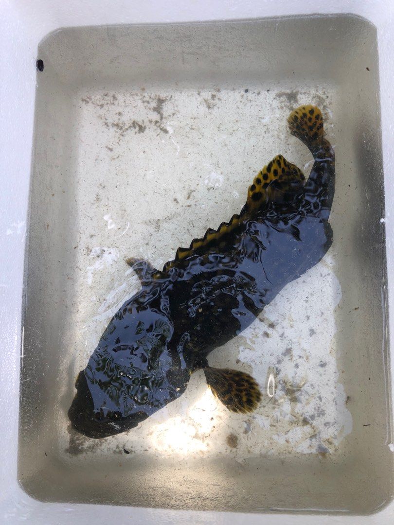 Fresh Large Bumblebee Grouper, Food & Drinks, Fresh Produce on Carousell