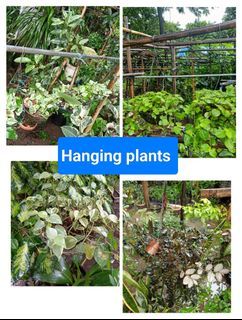 Hanging plants hanging plants
