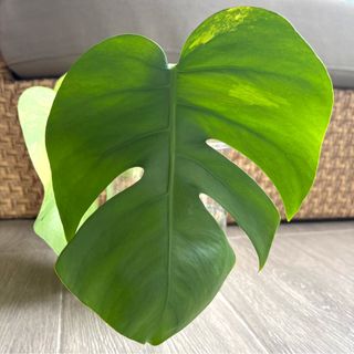 (Category: ) located in . Submitted by wwplants (Listing ID 1244192744, Image 1). Description: .