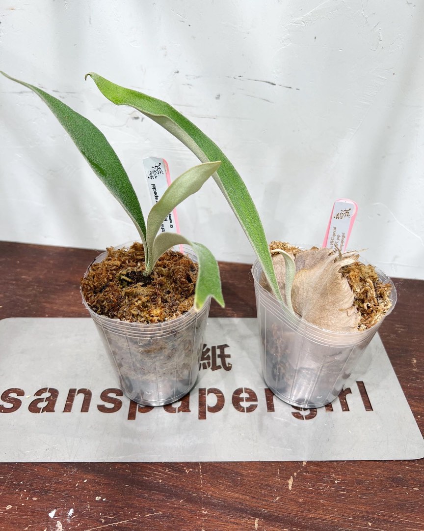 ビカクシダ P.Veitchii High Finger AUS cutting pup P.veitchii High Finger AUS cutting pups（P. veitchii High