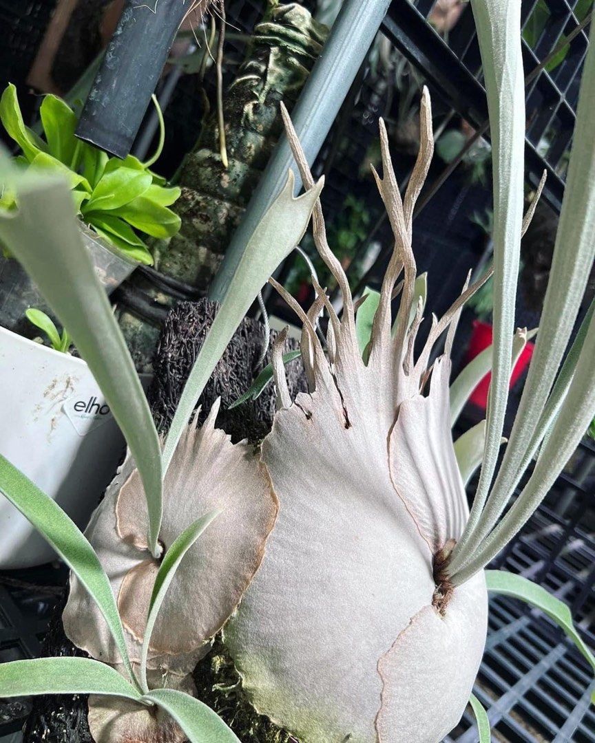 P.veitchii High Finger AUS cutting pups