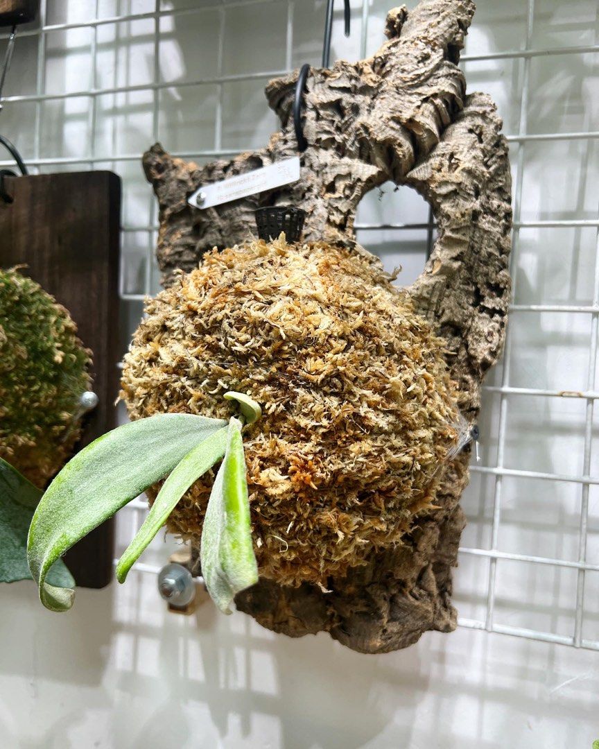 P.willinckii 月光爪哇Pups