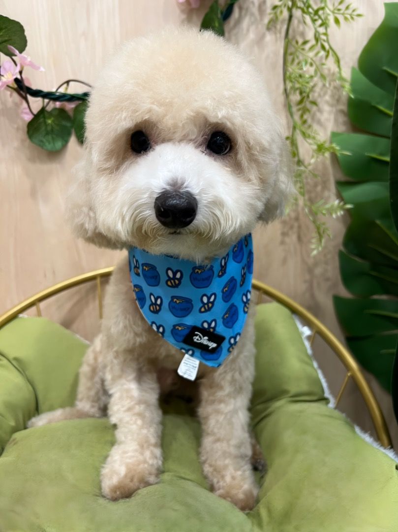 Pet GroomingTampines & Transport pick up (5STAR GOOGLE REVIEW