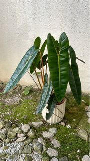 Philodendron Billietiea