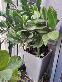 （分類：）位於 。 由 judgee99 提交（商品編號 1245682199，圖片 1）。簡介： 。