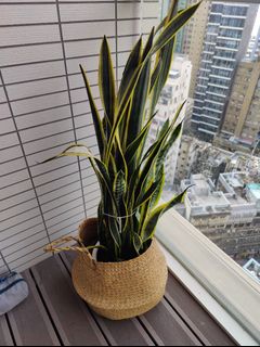 （分類：）位於 。 由 judgee99 提交（商品編號 1245681990，圖片 1）。簡介： 。