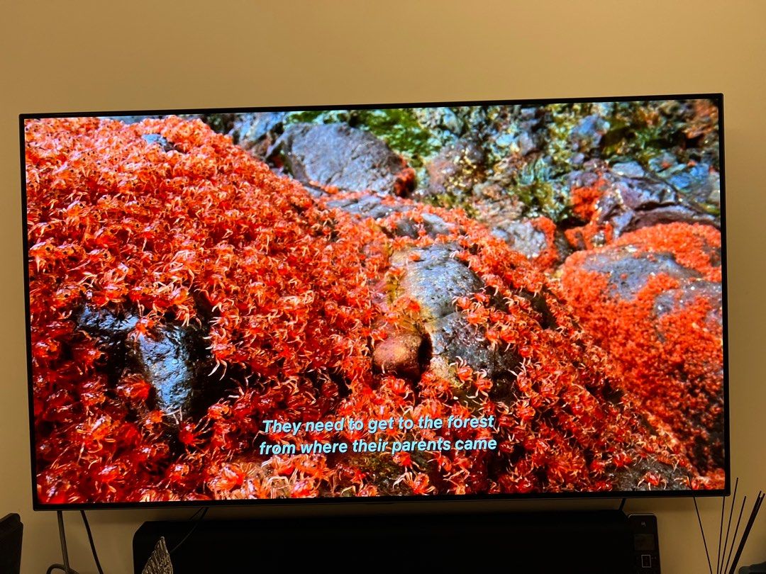 55 inch OLED TV Warranty until 30 Aug 2023 (by Harvey Norman), TV