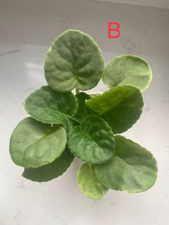 （分類：）位於 。 由 jrookey 提交（商品編號 1245876890，圖片 1）。簡介： 。