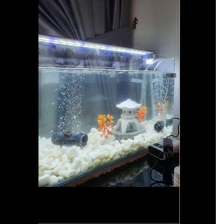 (Category: ) located in . Submitted by blalablaka (Listing ID 1245859955, Image 1). Description: .