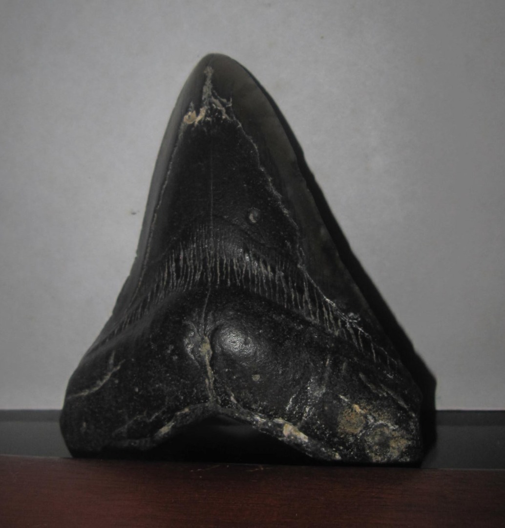 Authentic Unaltered Huge Megalodon Shark Tooth Fossil on Carousell