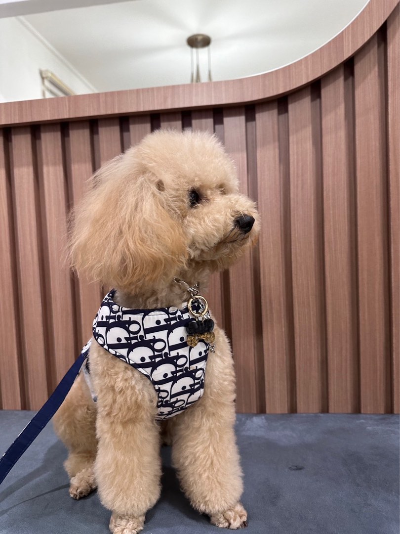 Dior dog cat harness, Pet Supplies, Homes & Other Pet Accessories on