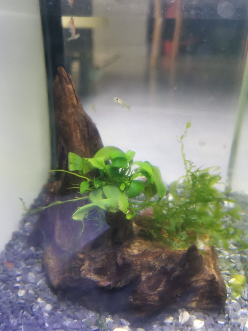Driftwood Pet Supplies Homes Other Pet Accessories On Carousell driftwood-pet-supplies-homes-other-pet-accessories-on-carousell