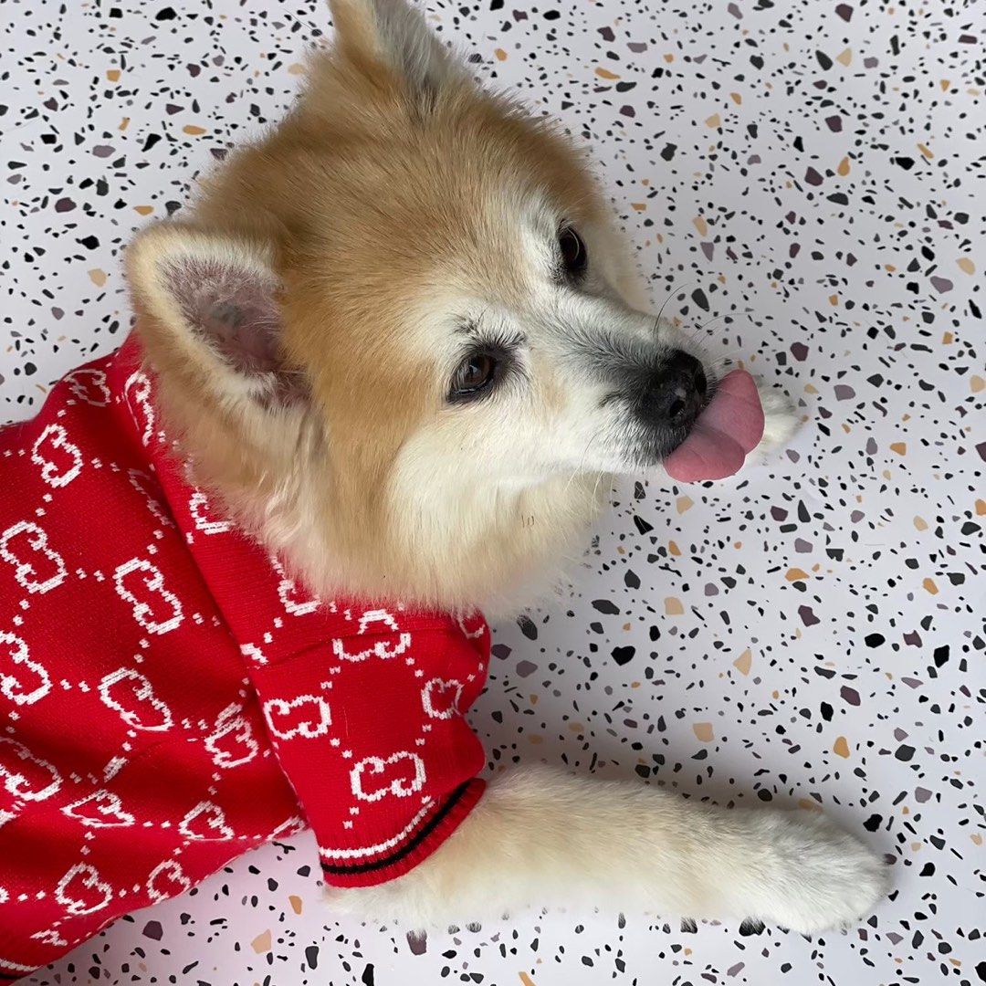 Gucci cat clothes top