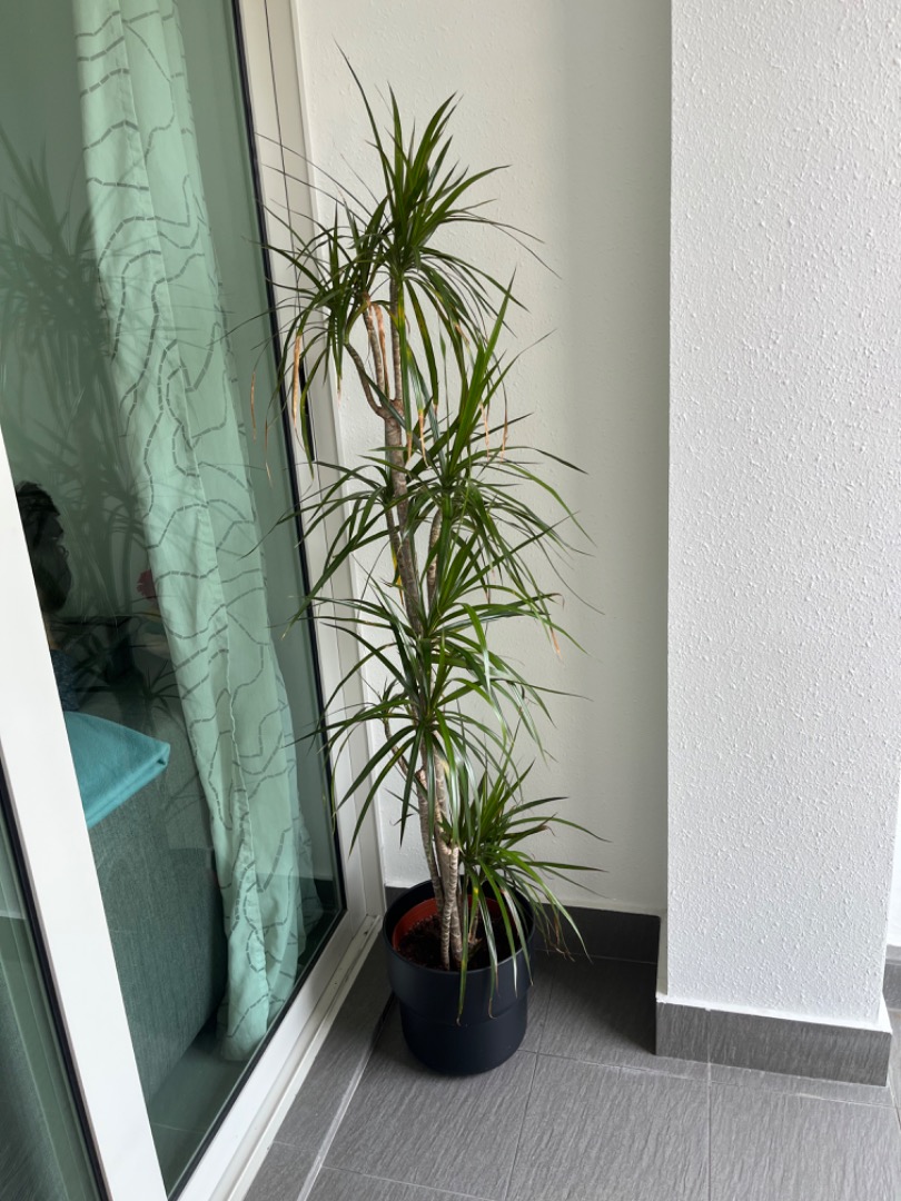 IKEA DRACAENA MARGINATA, Furniture &amp; Home Living, Gardening, Plants ...