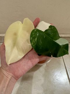 (Category: ) located in . Submitted by houseplantsale (Listing ID 1245904780, Image 1). Description: .