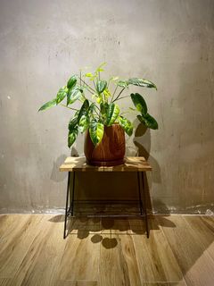 （分類：）位於 。 由 siu.wooo 提交（商品編號 1245951635，圖片 1）。簡介： 。