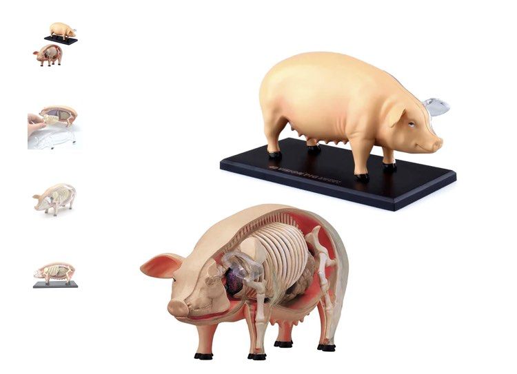 ☆お求めやすく価格改定☆ 4D 「新品」豚 解剖学模型 PIG VISION 模型/プラモデル