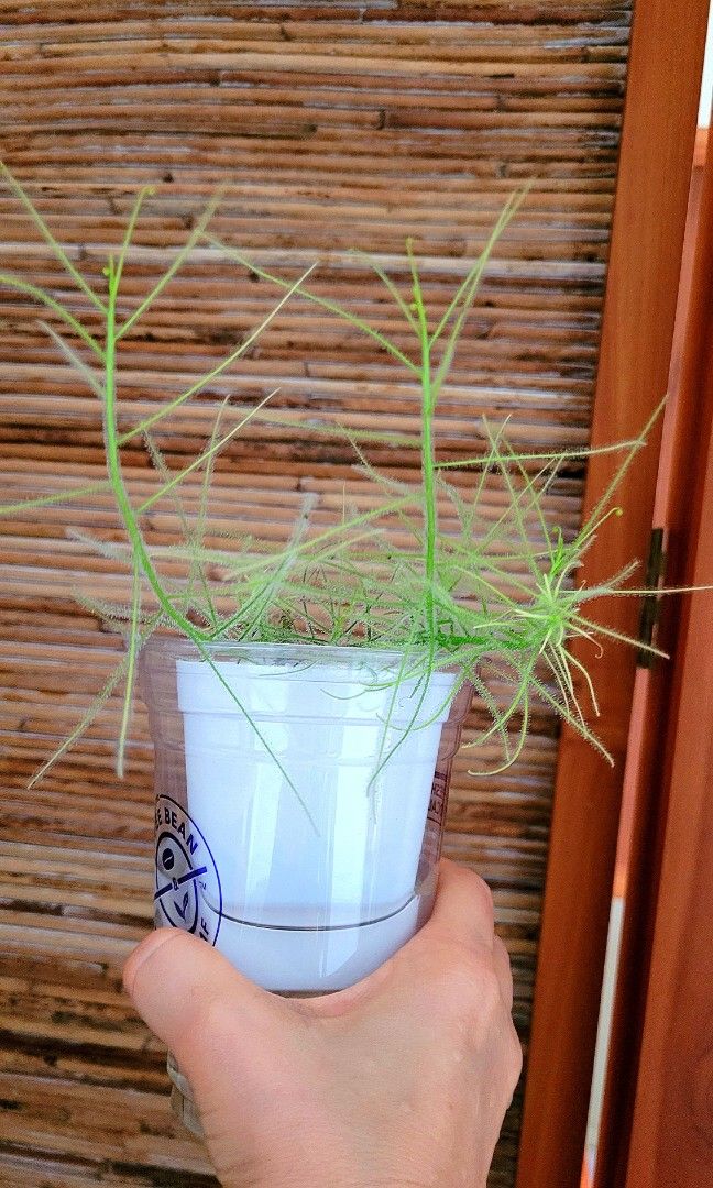 Byblis lush (Category: Plants & Seeds) located in Singapore. Submitted by orinoko (Listing ID 1240856413, Image 1). Description: .