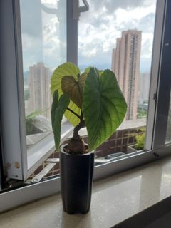 （分類：）位於 。 由 ryokomimi 提交（商品編號 1240909208，圖片 1）。簡介： 。