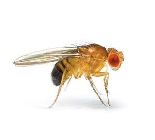 Flightless Fruit Fly Culture  (D. melanogaster) Limited Stock! Cheapest!