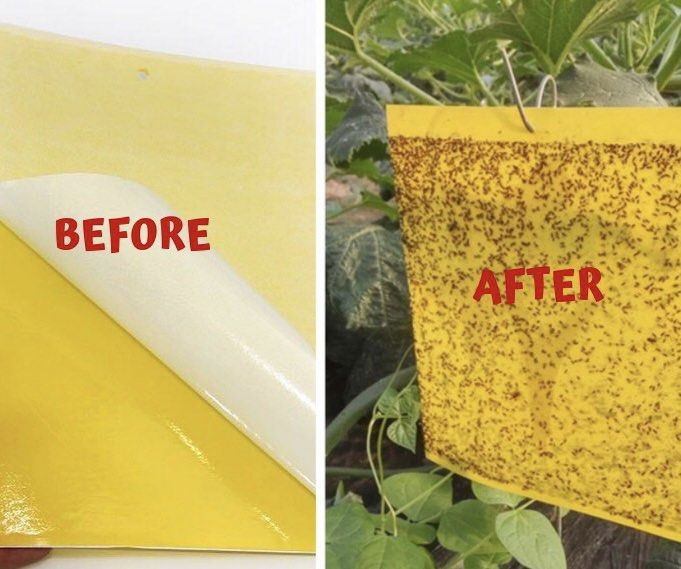 Yellow Sticker to Trap Insects & Pests 5 pcs for $1 Only, Furniture ...
