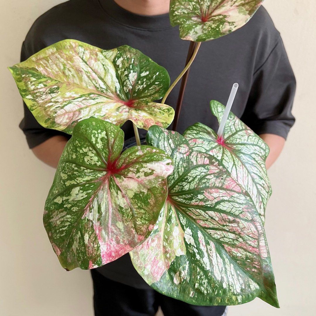 Rare variegated caladium , Furniture & Home Living, Gardening, Plants ...