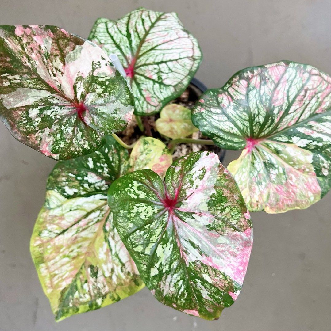 Rare variegated caladium , Furniture & Home Living, Gardening, Plants ...