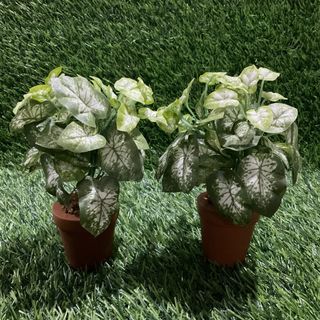 Artificial Plants Caladium White Majesty Leaves Bushes Arrangement with Mini Pot 7” inches height, 2pcs available - P150.00 each