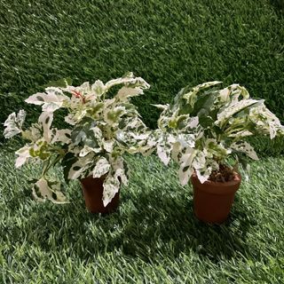 Artificial Plants Hedera Helix Camouflage Leaves Bushes Arrangement with Mini Plastic Pot 7” inches height, 2pcs available - P150.00 each