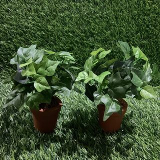 Artificial Plants Hedera Helix English Ivy Leaves Bushes Arrangement with Mini Pot 7” inches height, 2pcs available - P150.00 each