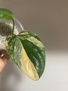 （分類：）位於 。 由 matapathivara 提交（商品編號 1246180356，圖片 1）。簡介： 。