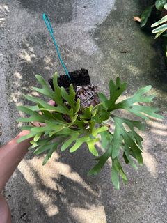 (Category: ) located in . Submitted by sghaworthiahabitat (Listing ID 1246070485, Image 1). Description: .