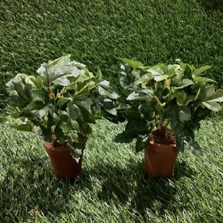 Artificial Plants Quercus Suber Leaves Bushes Arrangement with Mini Pot 7” inches height, 2pcs available - P150.00 each