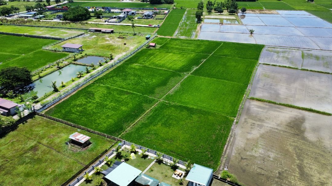 5.5 Hectares of Farm Lot In Lubao Pampanga, Property, For Sale, Lot on