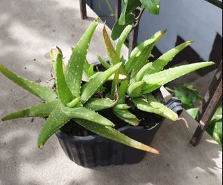 Aloe Vera Plants(Multiple Roots)