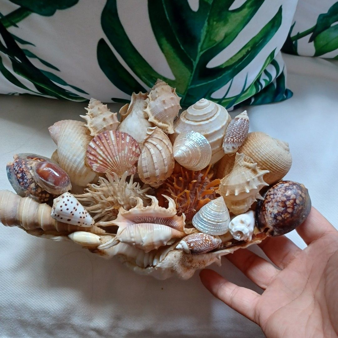 Big shell with small shells inside, Furniture & Home Living, Home Decor ...
