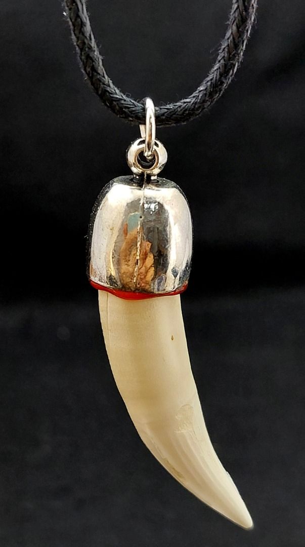 Genuine Crocodile tooth 45 x 12.5mm pendant with adjustable