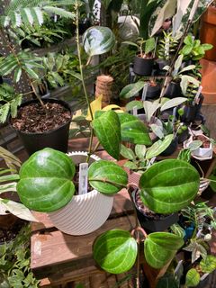 （分類：）位於 。 由 plantjai 提交（商品編號 1246344133，圖片 1）。簡介： 。