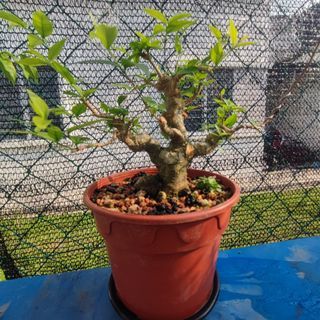 Jeliti bonsai